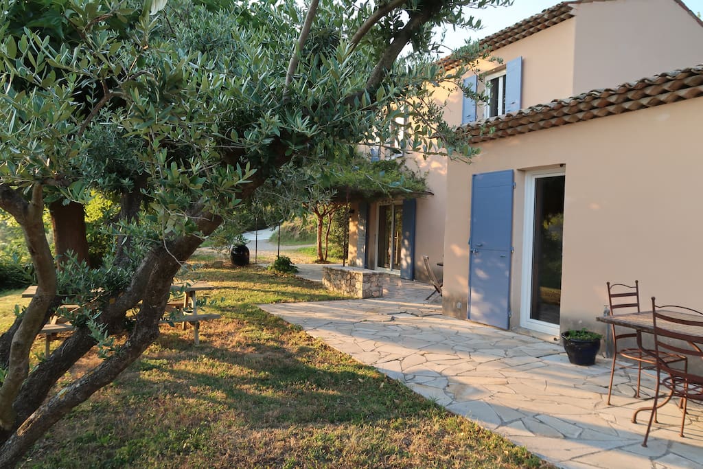 L'olivier devant la maison