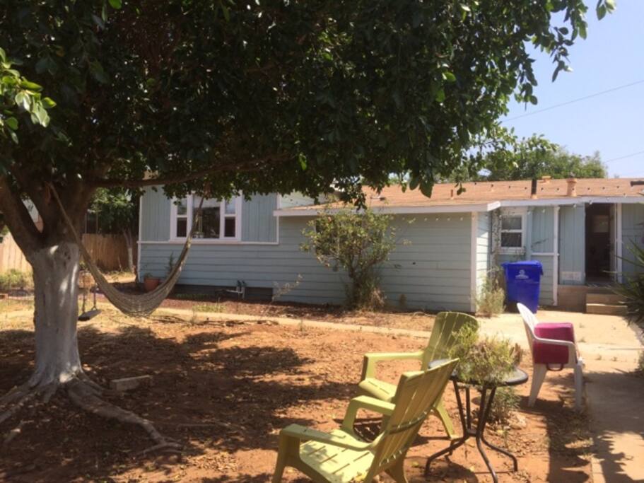 The shady fig tree offers a cool spot to lounge on a warm San Diego day.