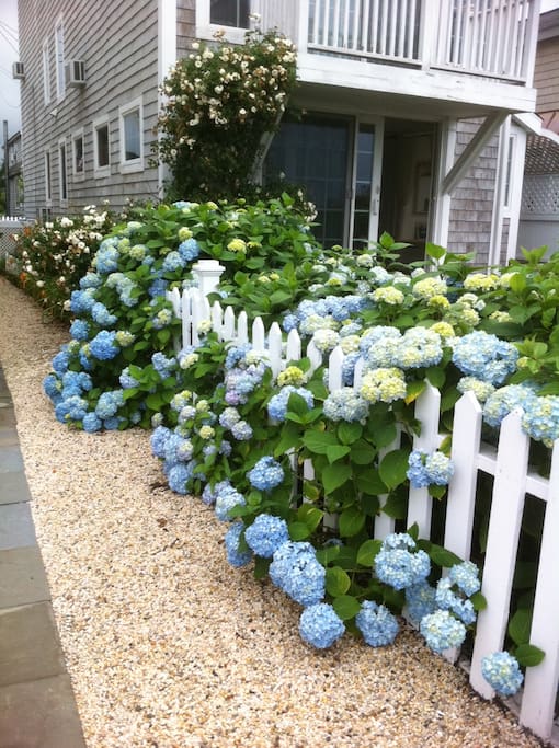 Classic Beach Flowers