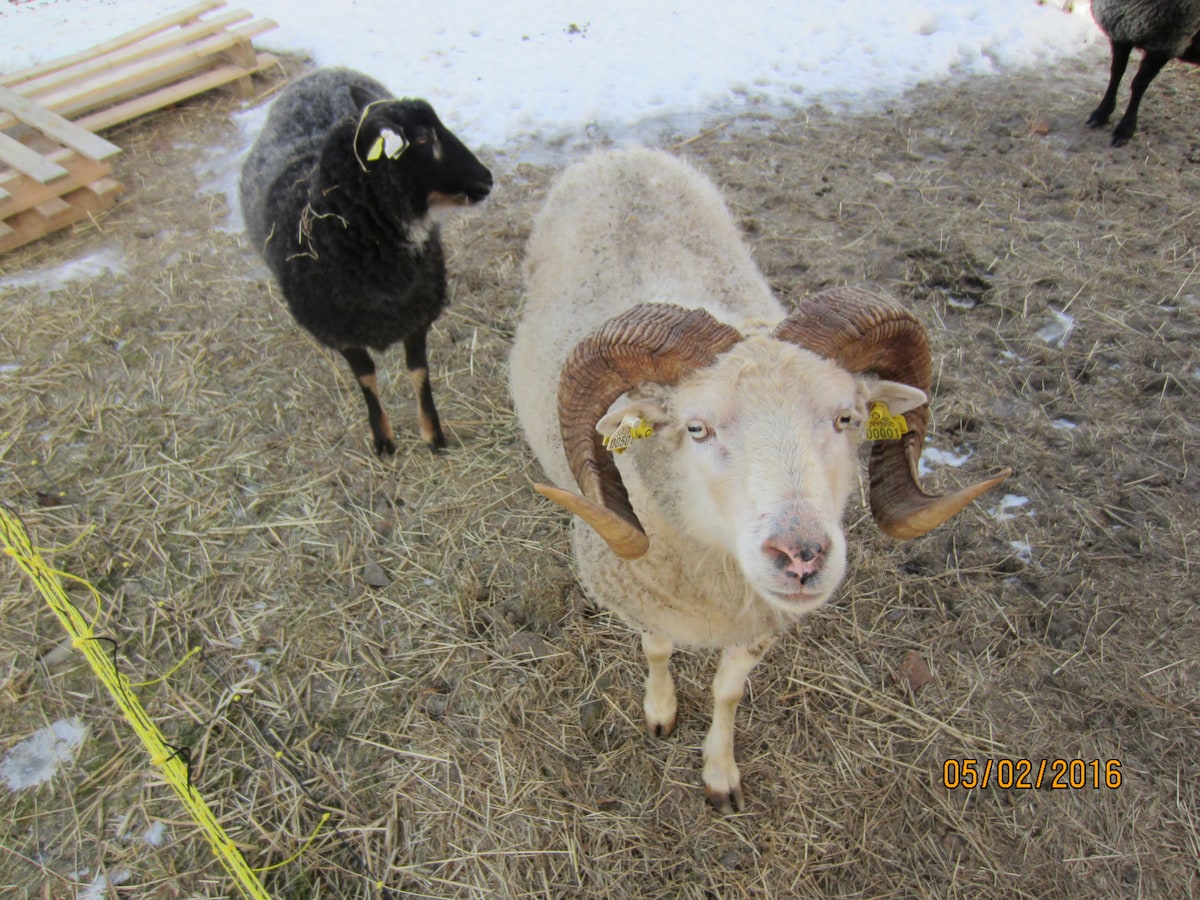 Two sheep are seen in a cozy farmyard setting. The front sheep has large, curved horns and light-colored wool, while the second sheep in the background is darker in color. Both animals appear content within their natural environment, surrounded by straw and patches of snow.