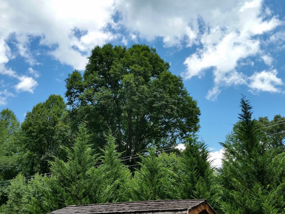 Carolina Blue Sky View