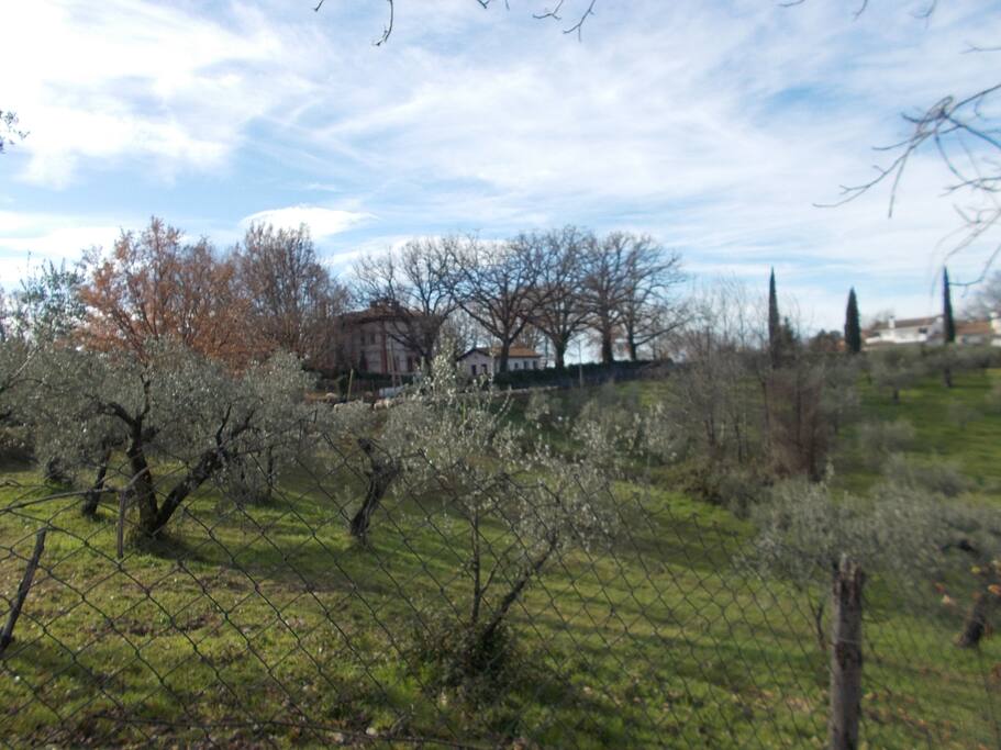 Panorama