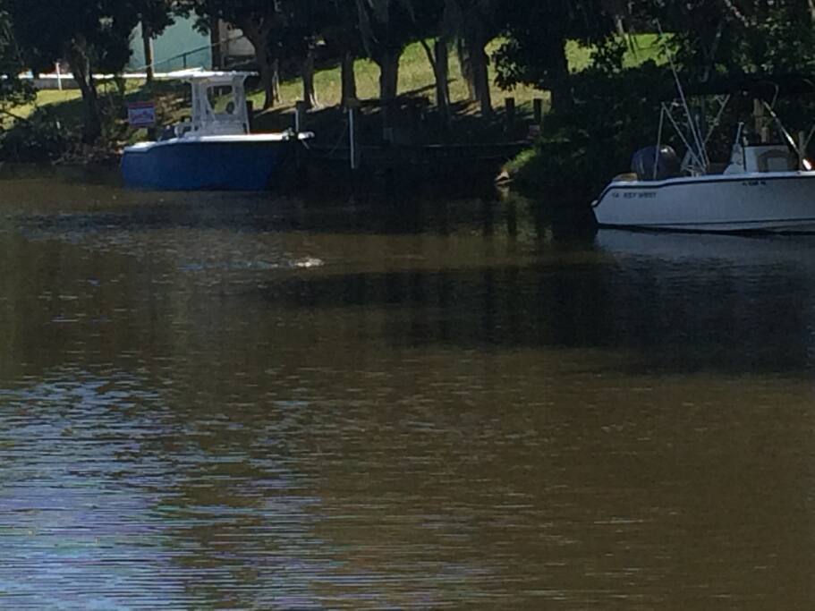 Watch Manatees out at the dock
