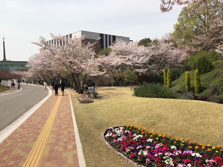 日本の4月の桜の花が咲いているんです