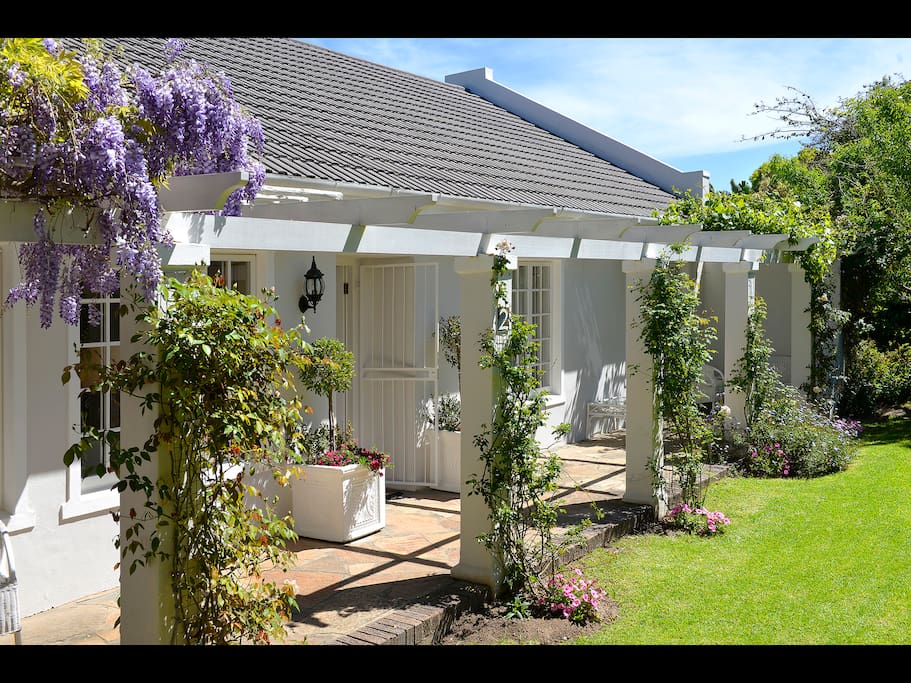 Wisteria in full bloom