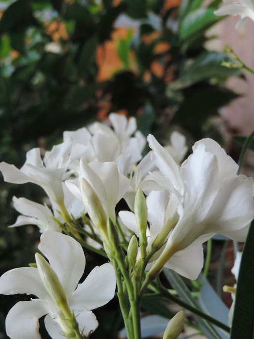 Blumen schmücken den Innenhof