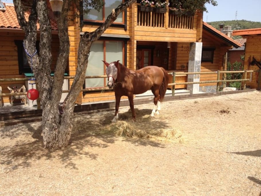 El caballo