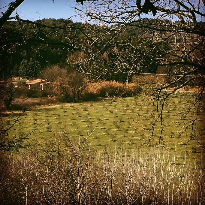 Voilà la maison, au bord du champ d'oliviers vue de la colline voisine