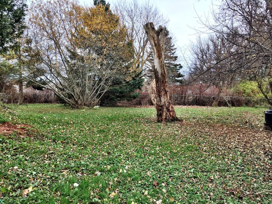 Side yard