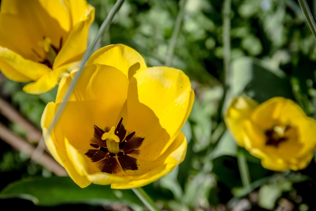 Fiori del giardino