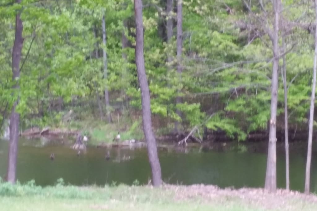 One of the 2 ponds