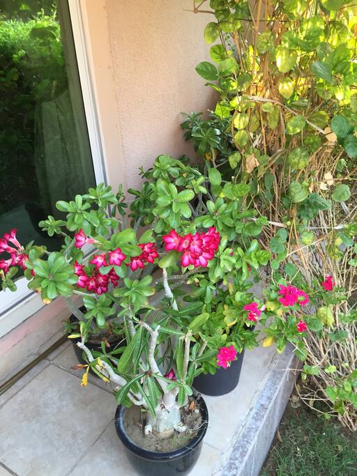 Flowers at the terrace of the villa