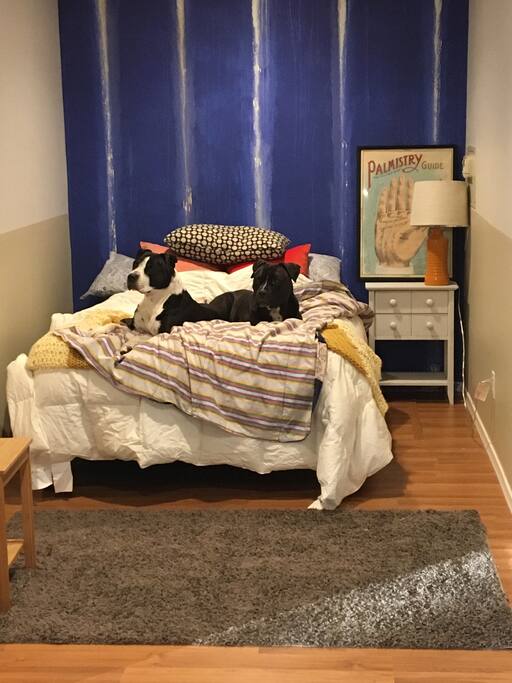 puppy takeover, don't worry they won't sleep with you (unless you invite them!)