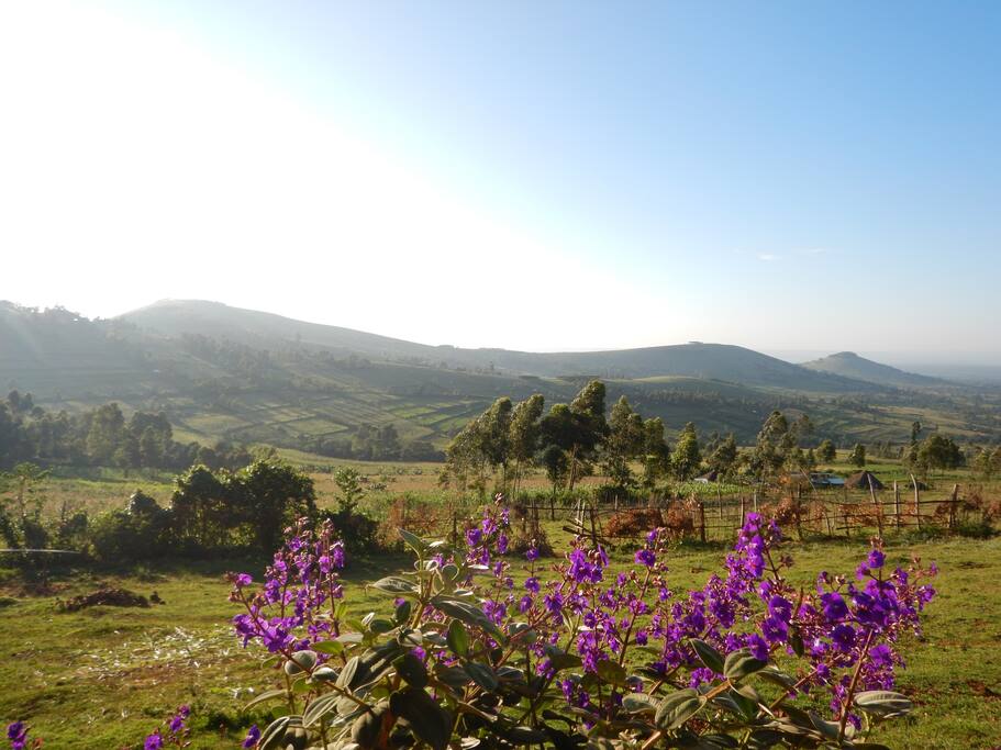 What a View! All Maasai farmland terraced on the hills bordering the Kisii and Kalenjin Tribes. Get your hands dirty, with turning the soil or harvesting. Always something to do.
