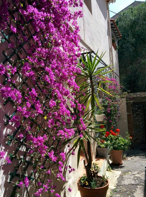 La maison dans son ilot de verdure - House in its blooming area
