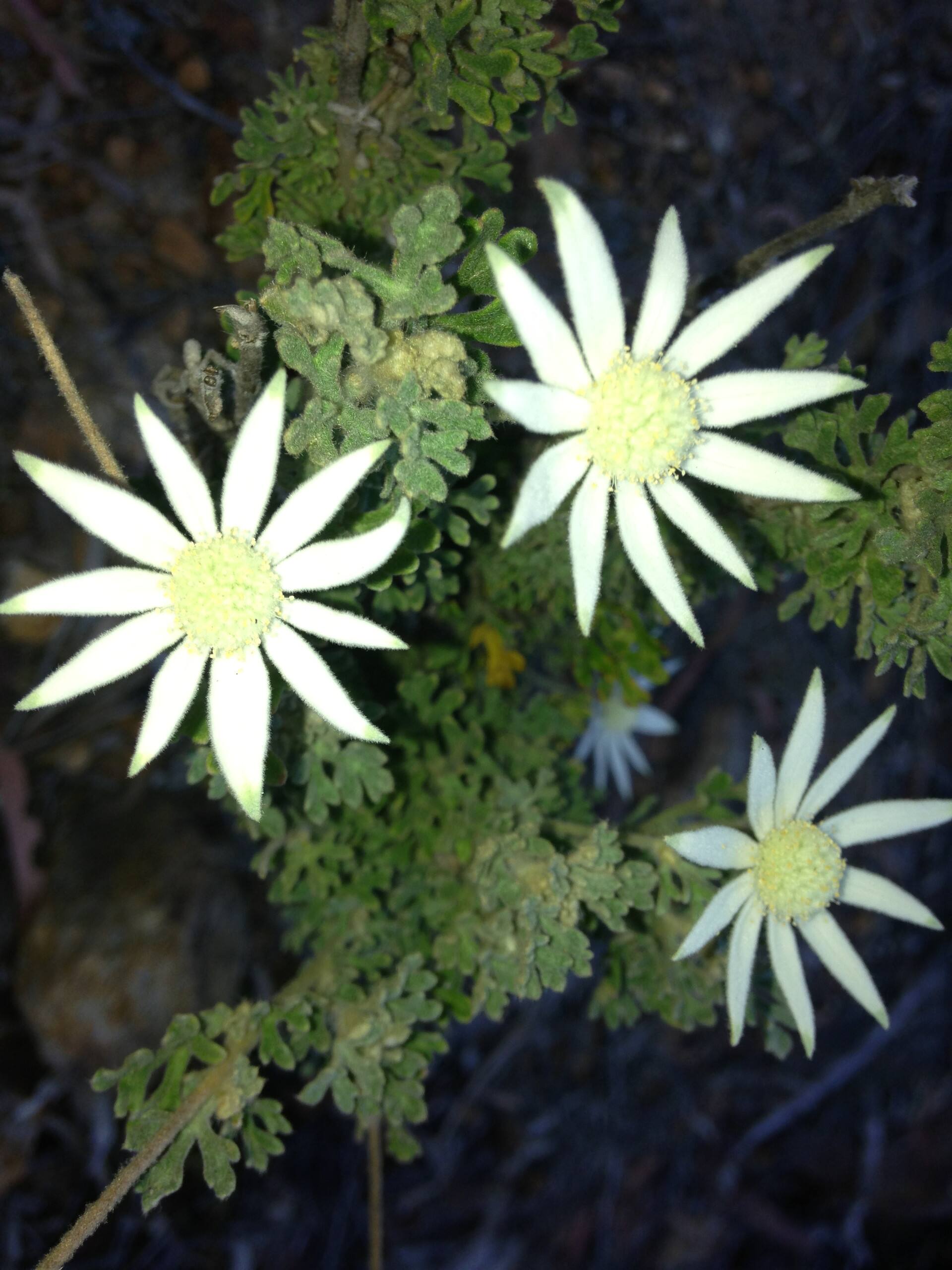 Kurrajong Trails and Cottages — foto 5