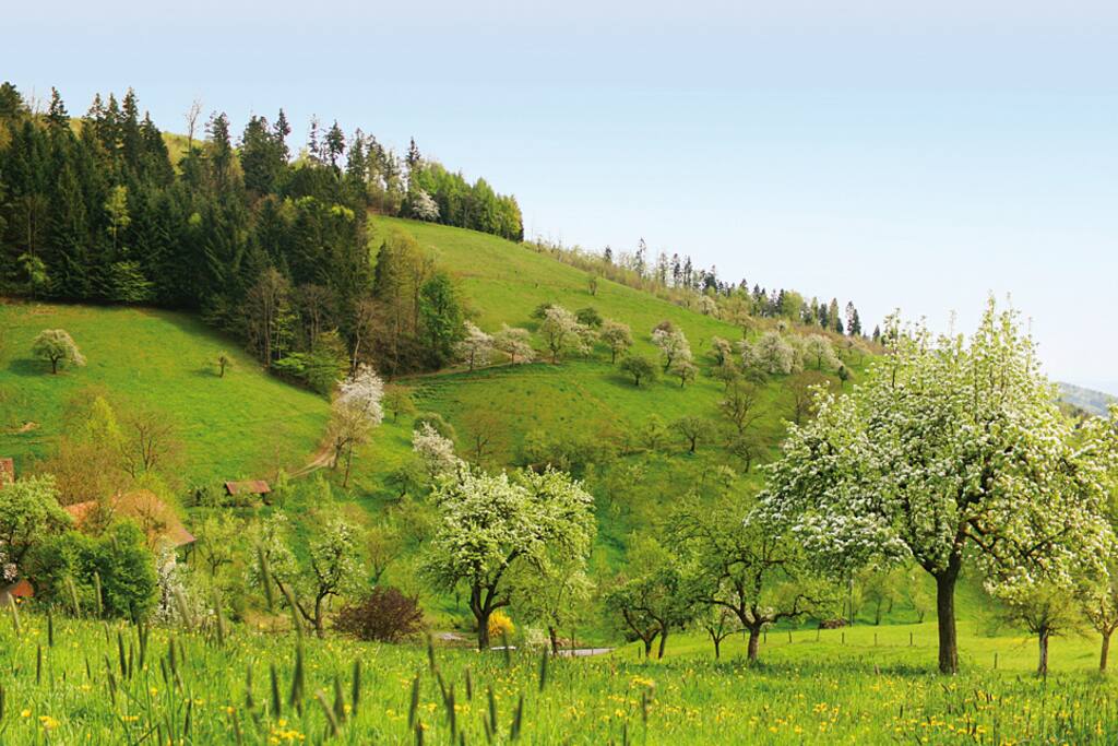Frühling auf dem Hof