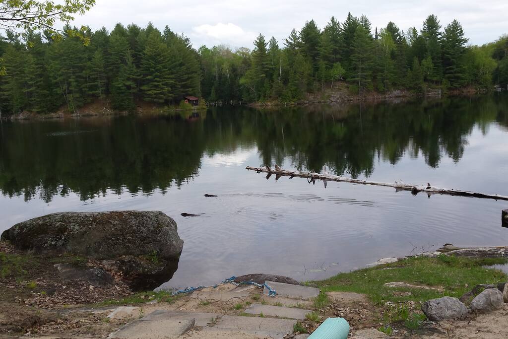 Swim with the Beavers; They Love People!