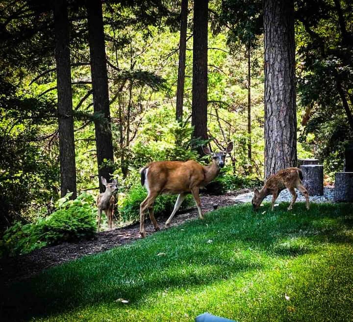 Grants Pass Vacation Rentals Airbnb