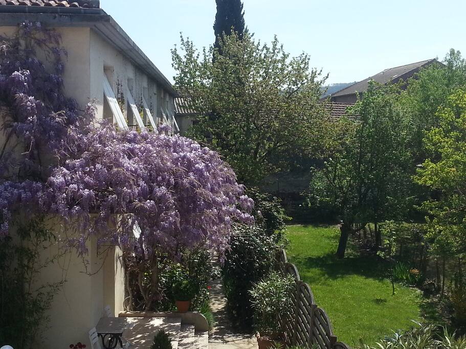 La Glycine en fleurs