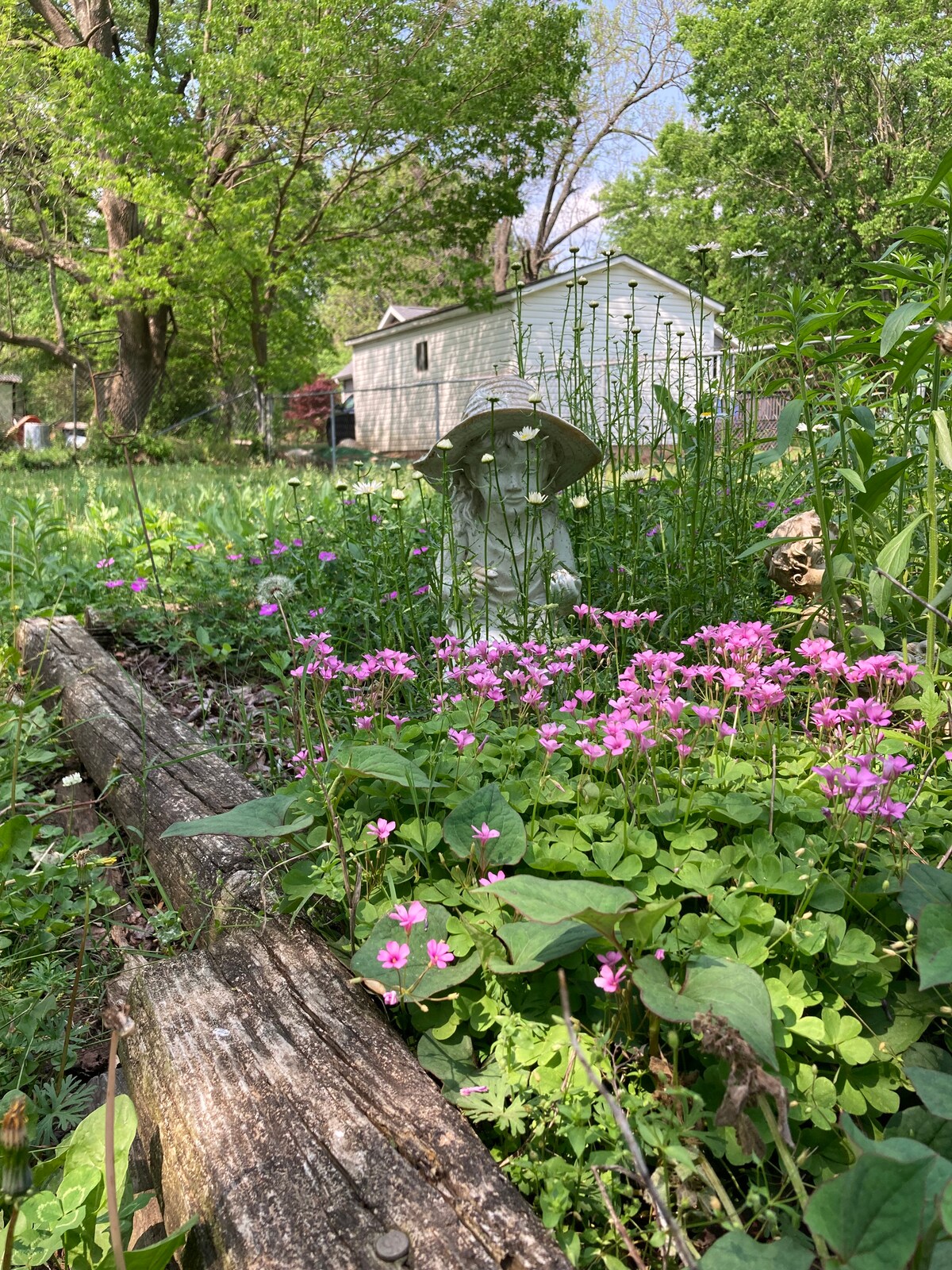 A garden scene features vibrant pink flowers surrounded by lush greenery. A small stone figure, wearing a hat, stands amidst the blossoms, adding a whimsical touch to the natural setting. In the background, a glimpse of a white building and trees can be seen.
