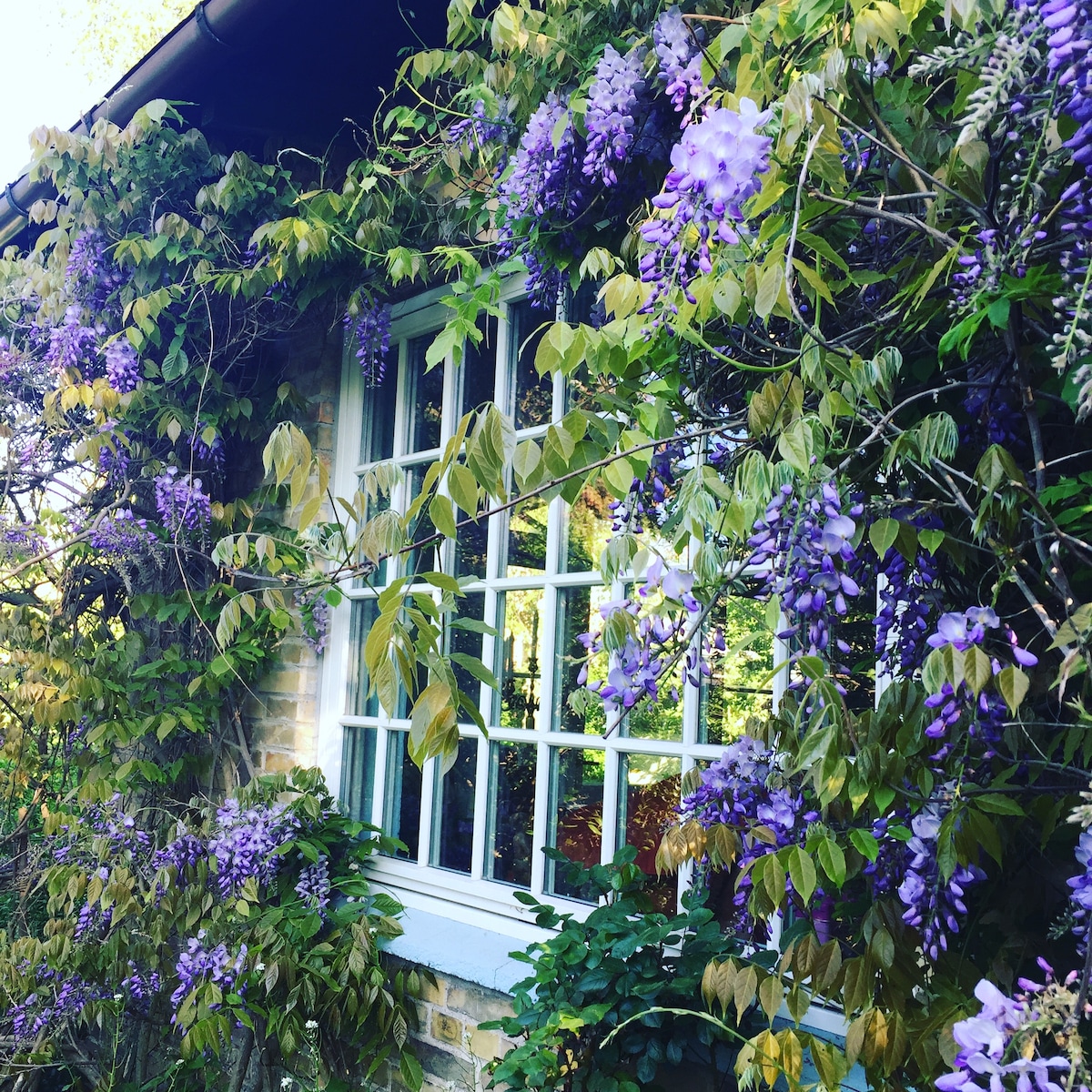 A window is framed by cascading clusters of purple wisteria, creating a vibrant display of floral growth. Lush green leaves surround the window, enhancing the natural aesthetic. The sunlight gently illuminates the scene, showcasing the beauty of the blooming plants.