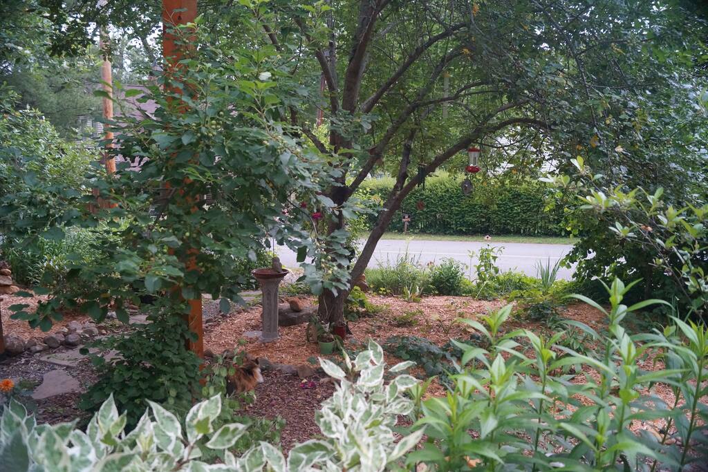View from garden swing