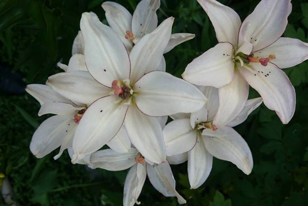In Full Bloom!