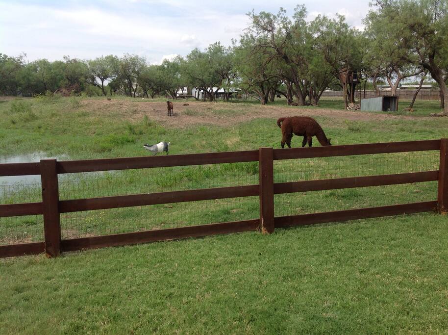 The watering hole