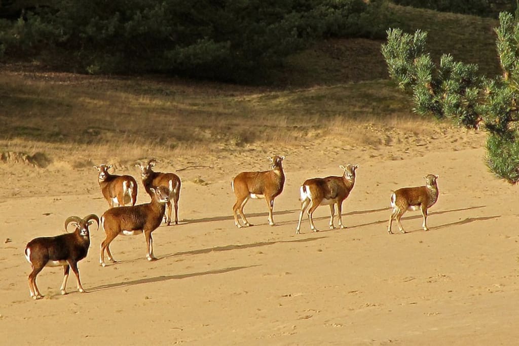 Moeflons op het Wekersomse Zand