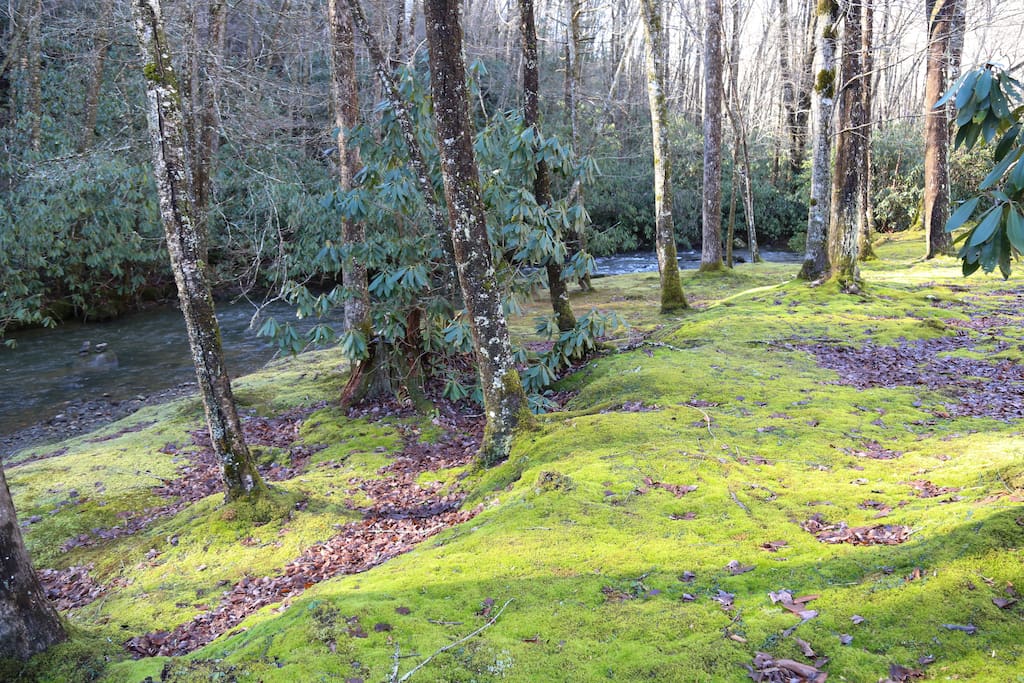 Front of cabin - wide, plushy mossy area.