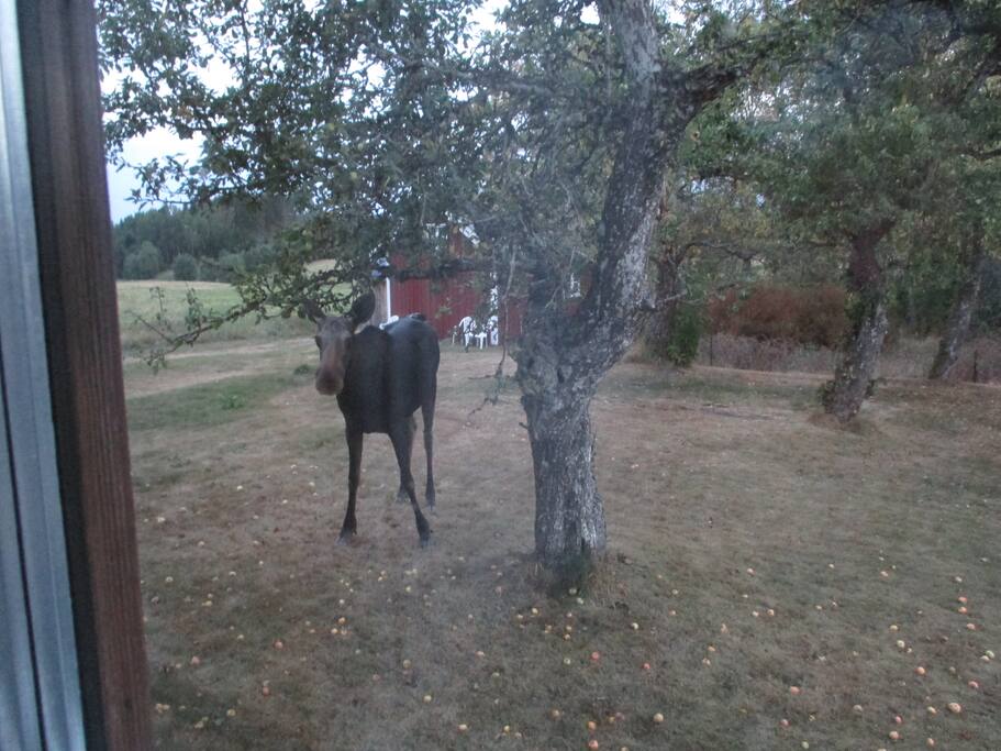 Älg på besök i trädgården juli 2018.