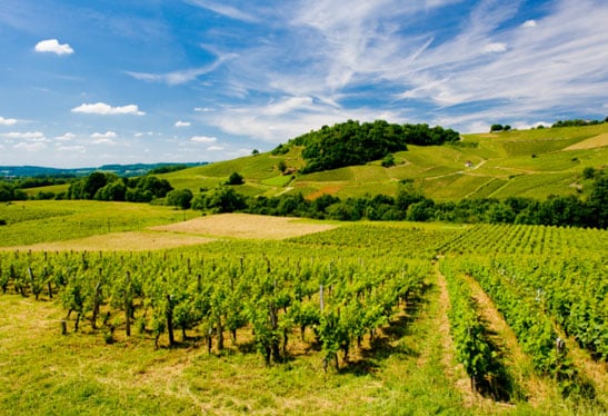 Lush green vineyards roll gently across the landscape, revealing a patchwork of well-maintained fields. Hills rise in the background, surrounded by a clear blue sky with soft, white clouds. Sunlight bathes the scene, highlighting the natural beauty of the vineyard region.