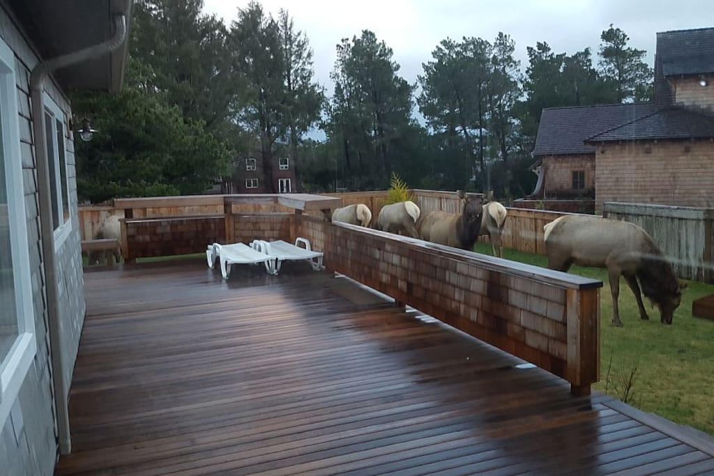 Large outdoor deck, fenced yard, horseshoe, hottub, firepit, and elk visiting...