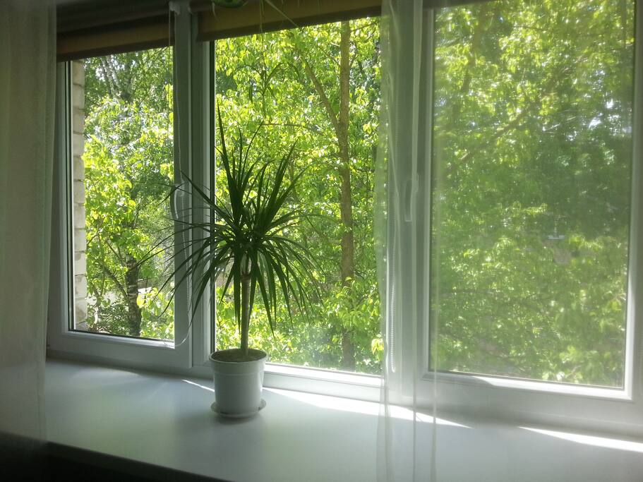 View outside the window