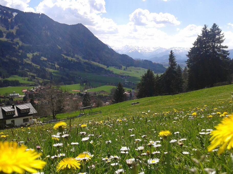 Löwenzahnblüte oberhalb der Traumwohnung