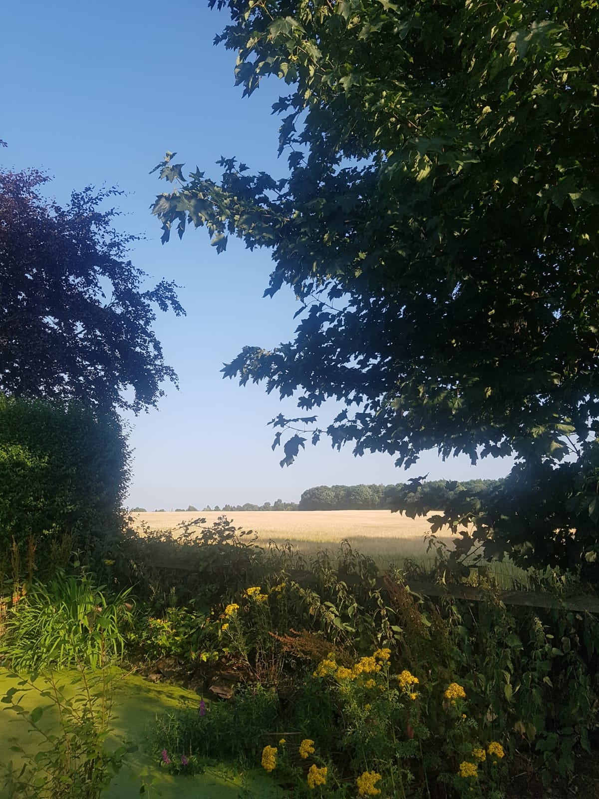 A view of open countryside is framed by leafy trees and vibrant foliage in the foreground. Fields in the distance stretch beneath a clear blue sky, creating a tranquil natural setting.