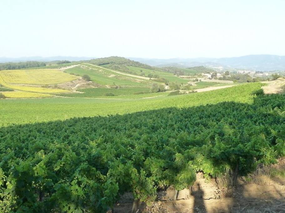 Vignes