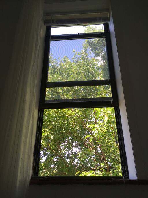 Back Room Window The tree outside of this window is one of the best things about this room. The wind blows through the tree at night making a very nice sound. The tree also gives a lot of privacy with a view to the back of building.
