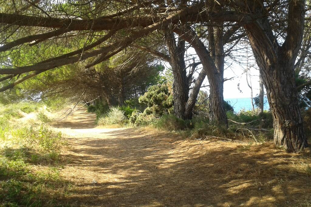 sentiero sotto la pineta per arrivare alla spiaggia in 4/5 minuti