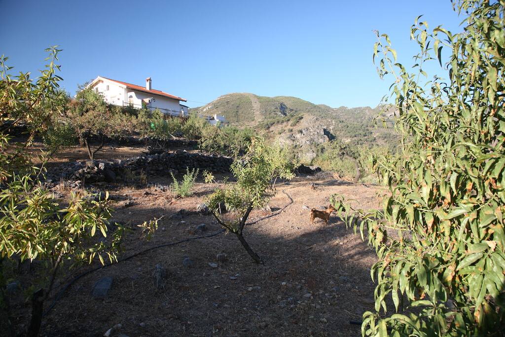 Almond grove