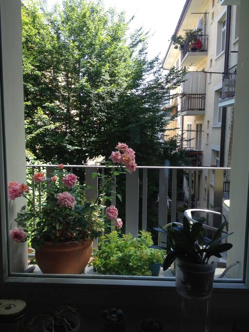 kitchen window