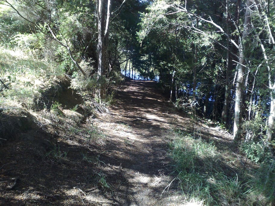 Track through the bush leading to the jetty.