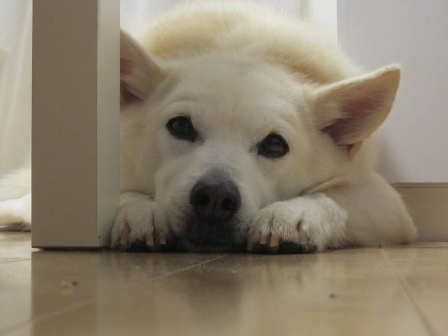 This is Sakura, our very friendly dog.
