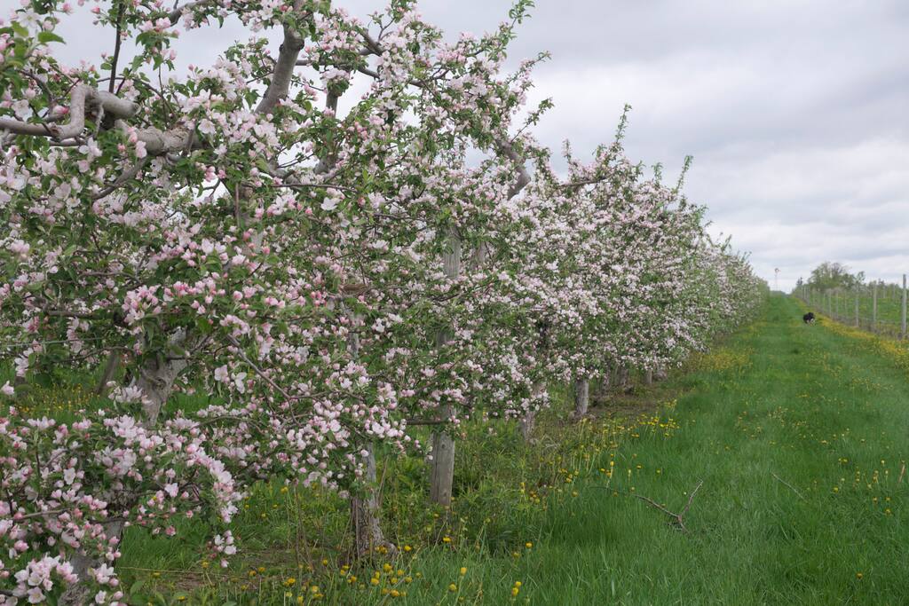 the Orchard