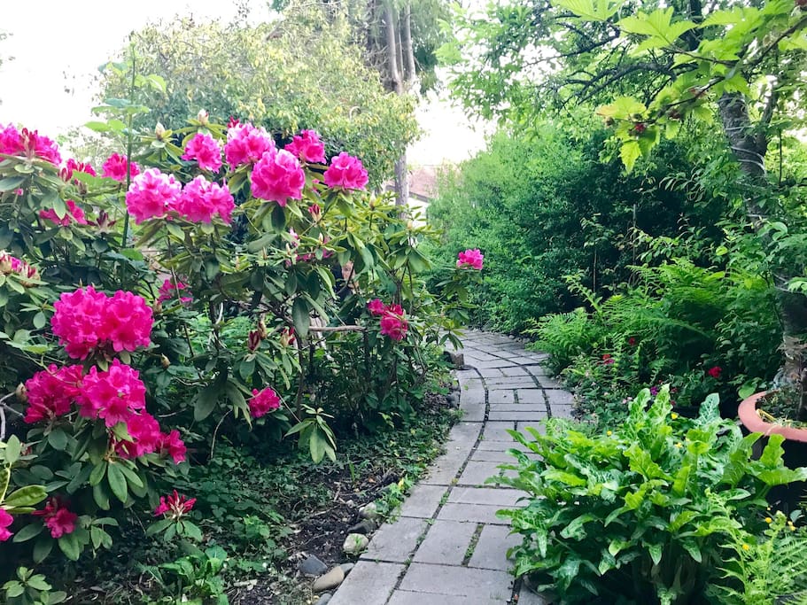 A lush and vibrant landscape awaits you on the path to the cabin.
