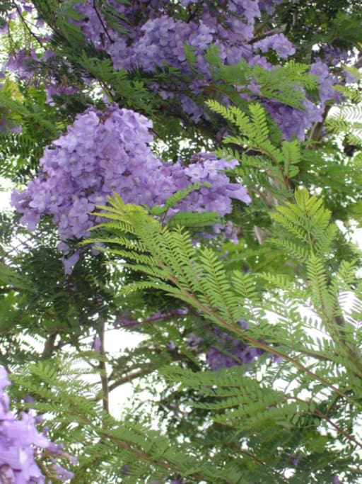 l'albero blu (Jacaranda)