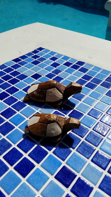 Villa Reign Turtles enjoying the Pool