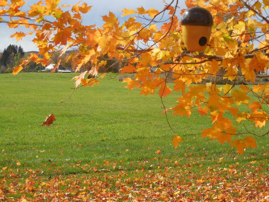 Enjoy all the color of the foliage