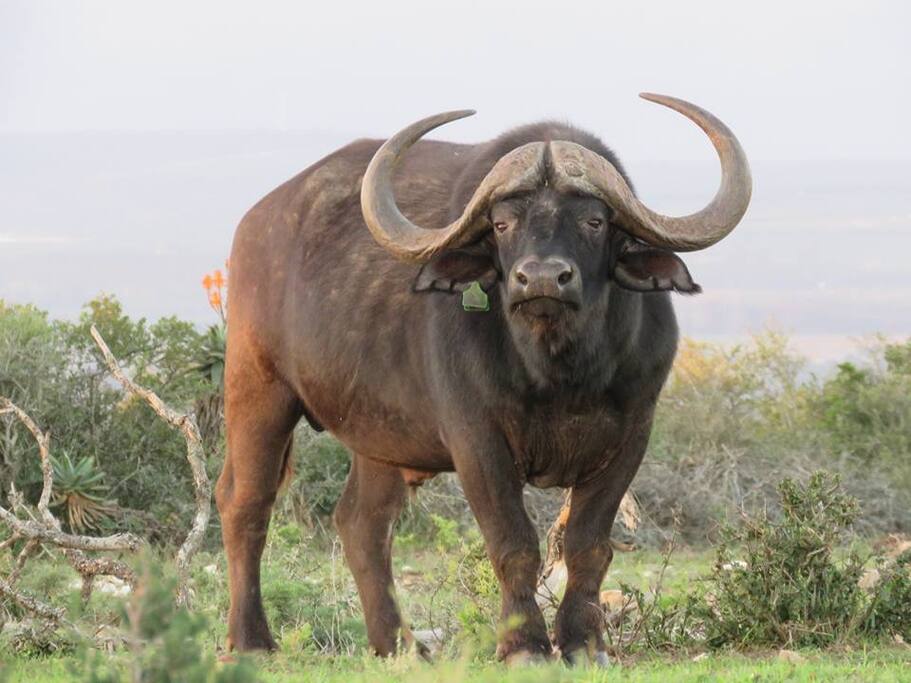 Buffalo